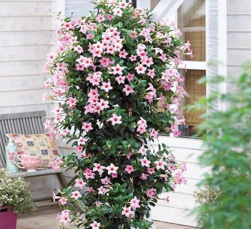 花卉|最爱爆盆的花卉,花比叶多,天气越热开花越多,做盆景更美