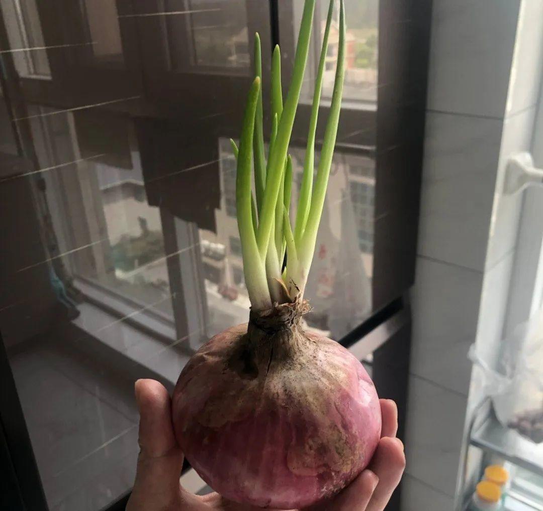 3个月后才回家，家里的花疯了，墙缝、房顶都爬满！