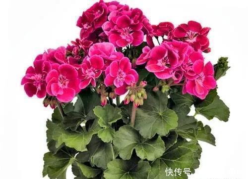 家里养有六种花卉的，可别忘了掐心，越掐爆盆越快，开花越多