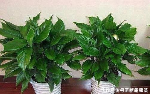 发酵|偷偷告诉你，养花“高手”都用“这种”肥，不花钱，养啥花都旺！