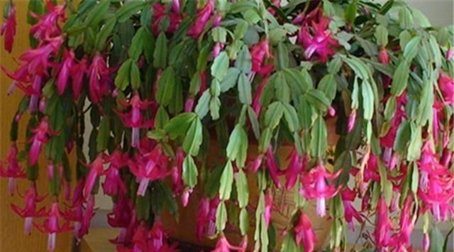 根部|别再花钱买蟹爪兰,摘片叶子插水里,20天左右就生根,当年能开花