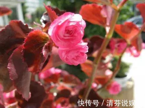 湿润|想要常年都能看见绿植开花,那就养这几种吧,花期超长!