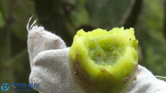 垫江奇仙人掌20年长成3米大树年年挂满上千个仙人果