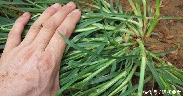 人稱“拔不動”,卻因繁殖力,常被除掉,殊不知8元一斤