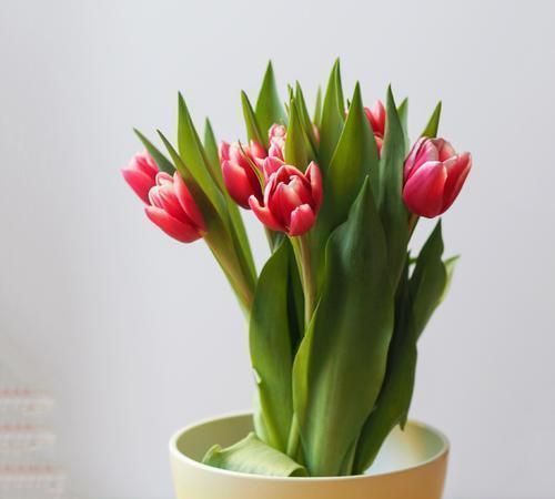 夏天|这3种花,冬天不怕冷,夏天不怕热,一年四季有花看!