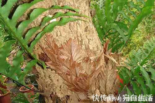 采摘|这种野草很珍贵,喜欢附大树上生长,现在很少见人称“槲蕨”