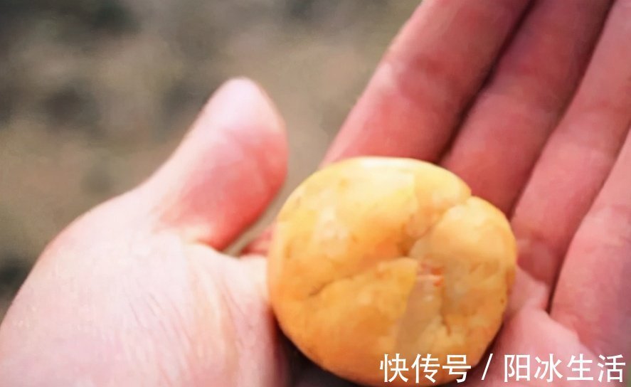 虾皮|巧用玉米和白面自制鱼饵,野钓主攻鲫鲤,环保又省钱!