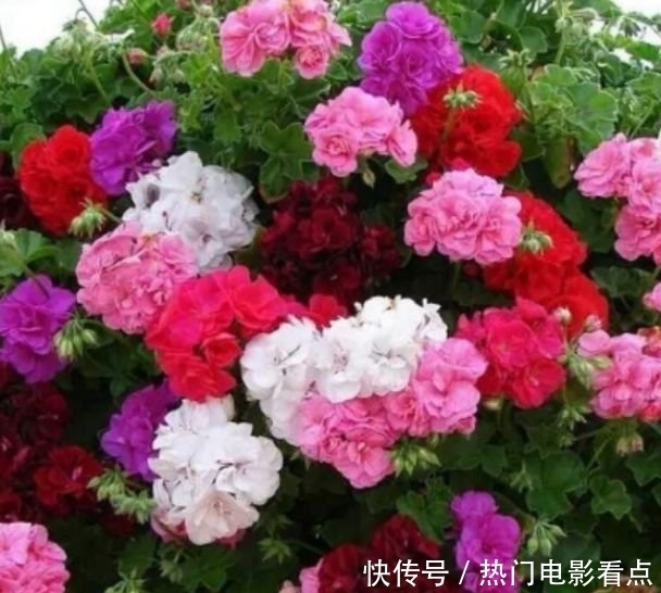 四种花常年开花易爆盆，被称为花卉界的劳模，美不胜收