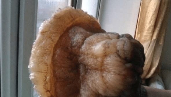 庐山@中国“太岁”是什么物种?揭开太岁的庐山真面目,你想都想不到