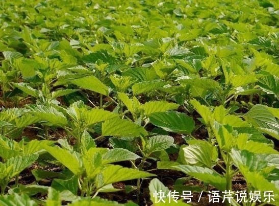 美容|农村常见的叶子,男人吃了强身,女人吃了美容,城里人还不知道!