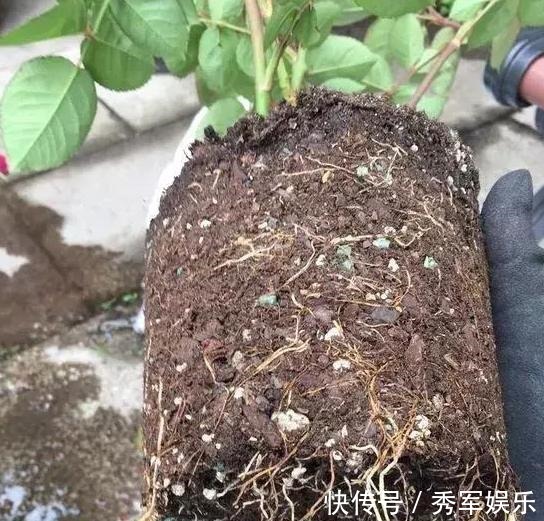 排水性|养花旧土该如何重复利用掌握这些,不用多费劲就能变成新土
