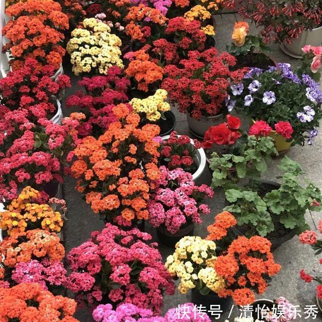 阳台上|10种“吉利花”,“穷养”才能长大,越挤越壮实,越大越“旺家”