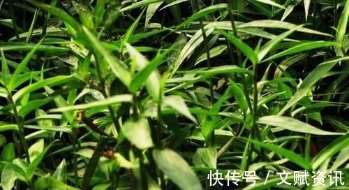 皱纹|想长寿要先会吃,三种食物换着来,皱纹淡了,皮肤细腻