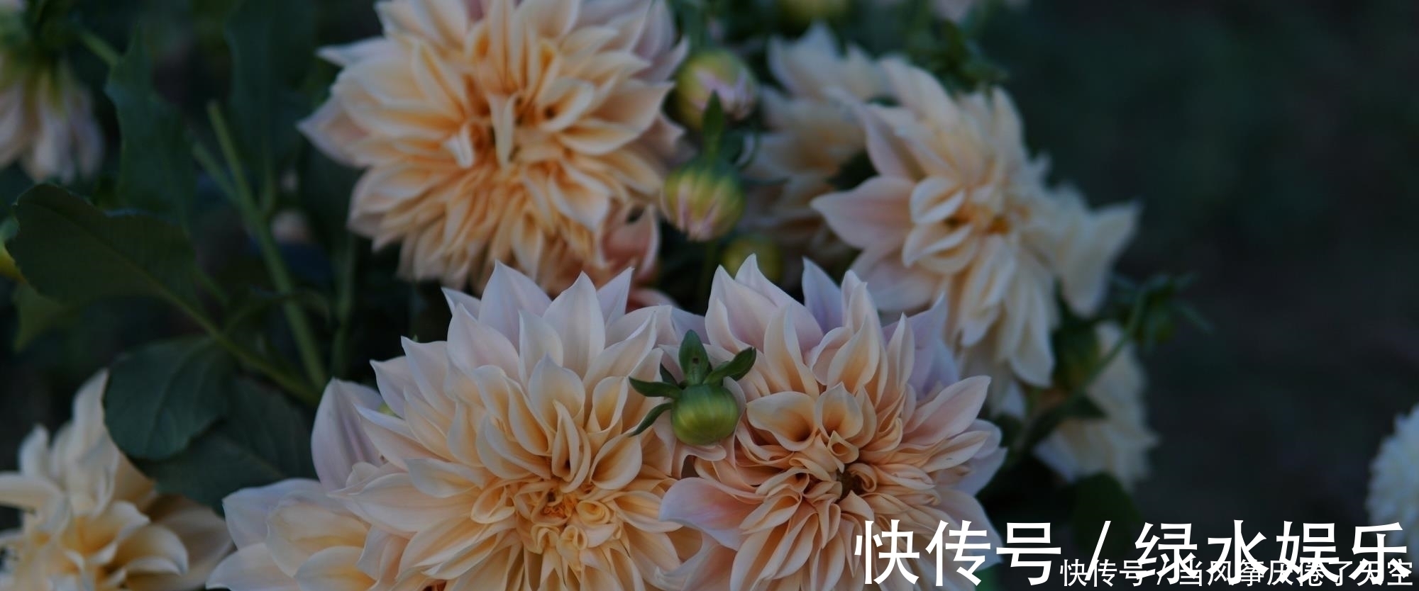 此花,美过荷花,艳过牡丹,一年能开200天,比养君子兰强多了