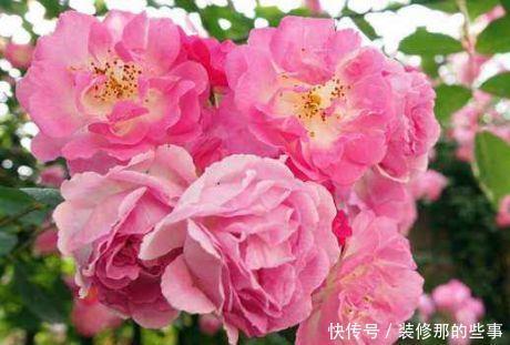 养花试试几款,一个月不浇水,还能开出漂亮的花