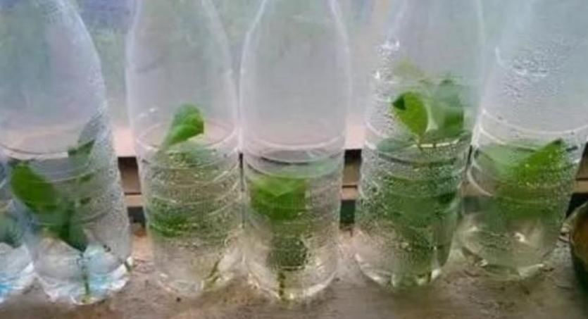 丢掉这些“废弃物”，养花损失可就大了