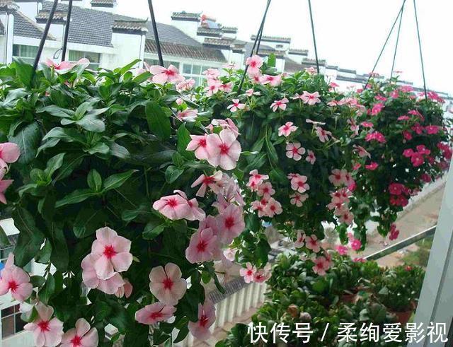 天竺葵|阳台适合养的“6种花”,花色丰富,花期长,一直赏花六个月