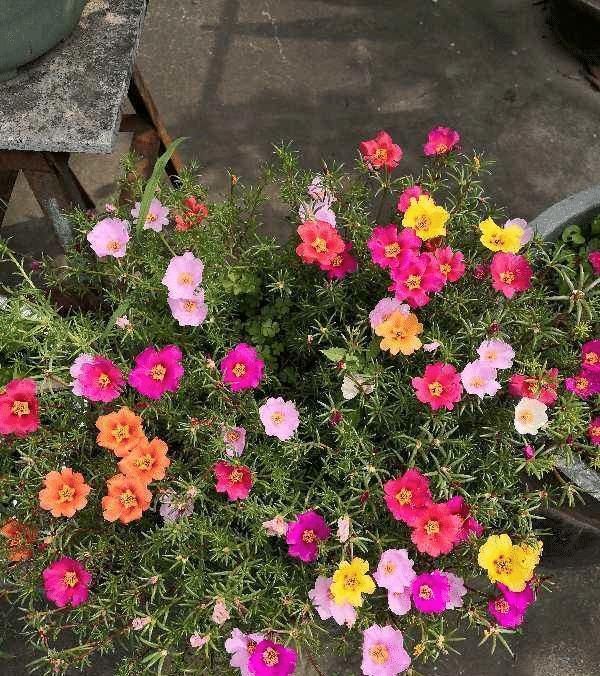 急性子的人就养此4种花,掐个枝条插土里,当年就开花早看早知道