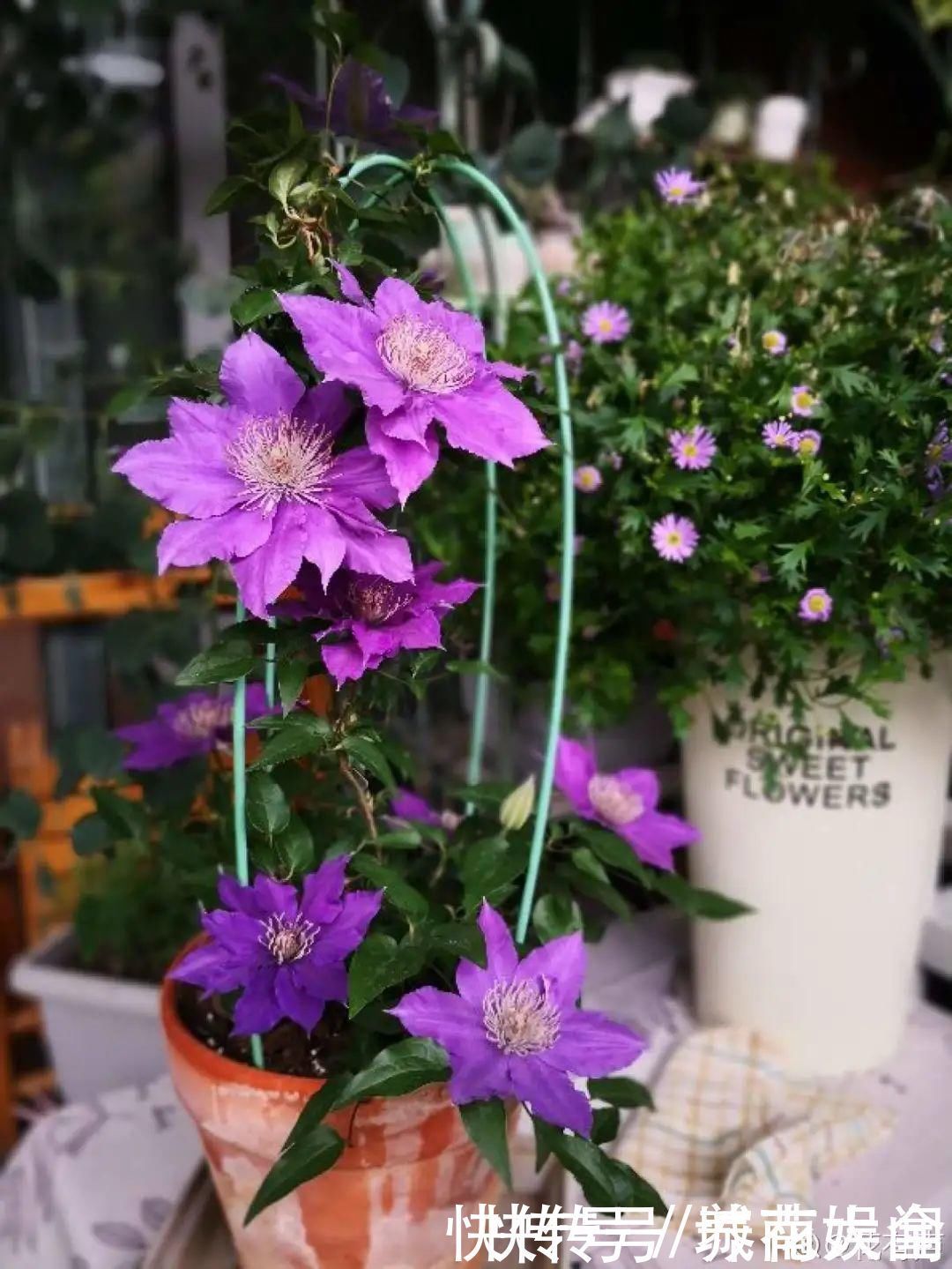 耐旱|超级耐旱花,整个冬天不浇水,还能胖一圈