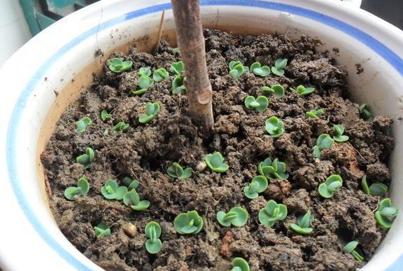 植物|落地生根，打不死的“入侵植物”，叶肥肥花好看，还能嫁接长寿花