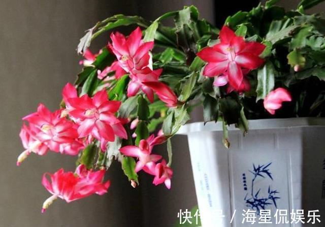 叶片|蟹爪兰来点“甜水”,不烂根不黄叶,枝枝开花红满盆!