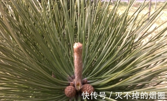 君子兰|善用酒水养叶、酵素壮根、松针松土，养君子兰才能观花赏叶