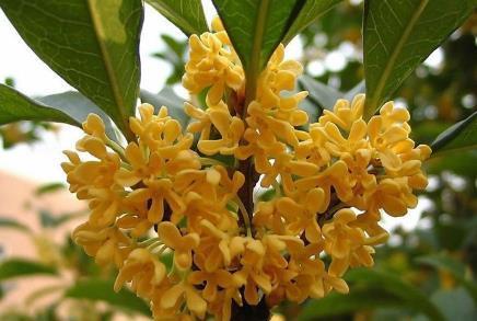 养好几年的桂花不开花咋办只需2点,桂花花开爆盆,满树桂花香