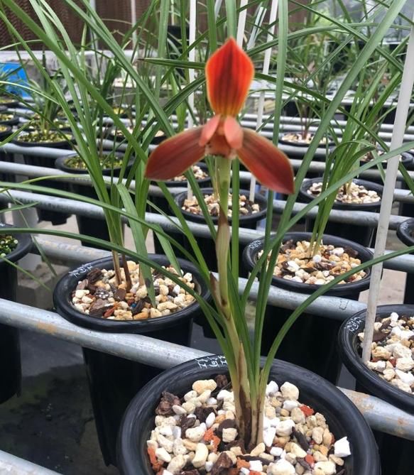  兰花|此兰价格不菲，荷瓣大花，鲜艳夺目，曾被誉为“兰花第一红”