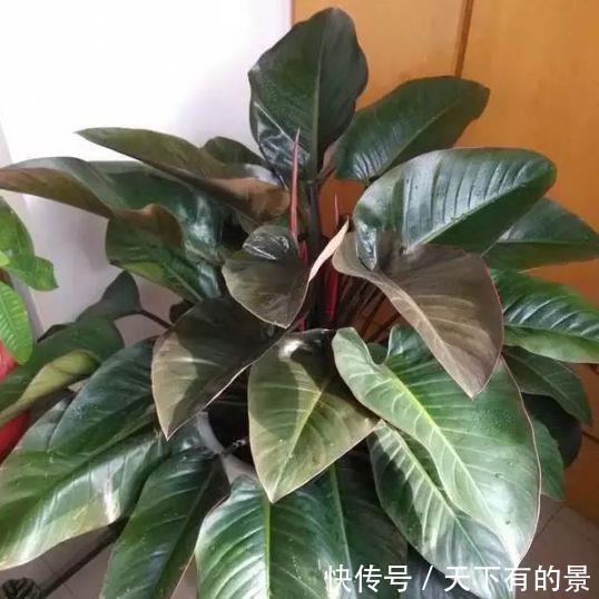 养花|养花，花也养人，4种花家养里，空气清新，还有助于睡眠！