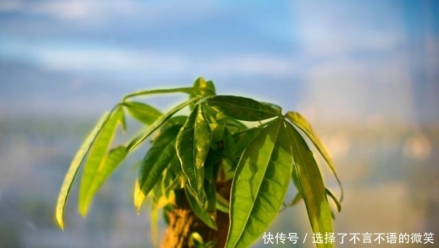 种花|这几种花比较难养，养护不当就会出问题，新手慎入