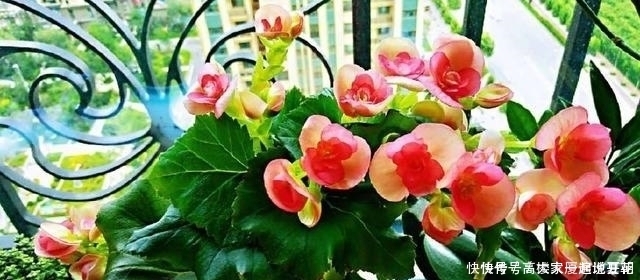 三季|4种花不怕冷,现在种一盆,“秋冬春”三季有花看,又美又吉祥