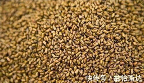 油麦菜|它是天然的“养肝药”,坚持每天吃一点,排毒养肝,一身轻松