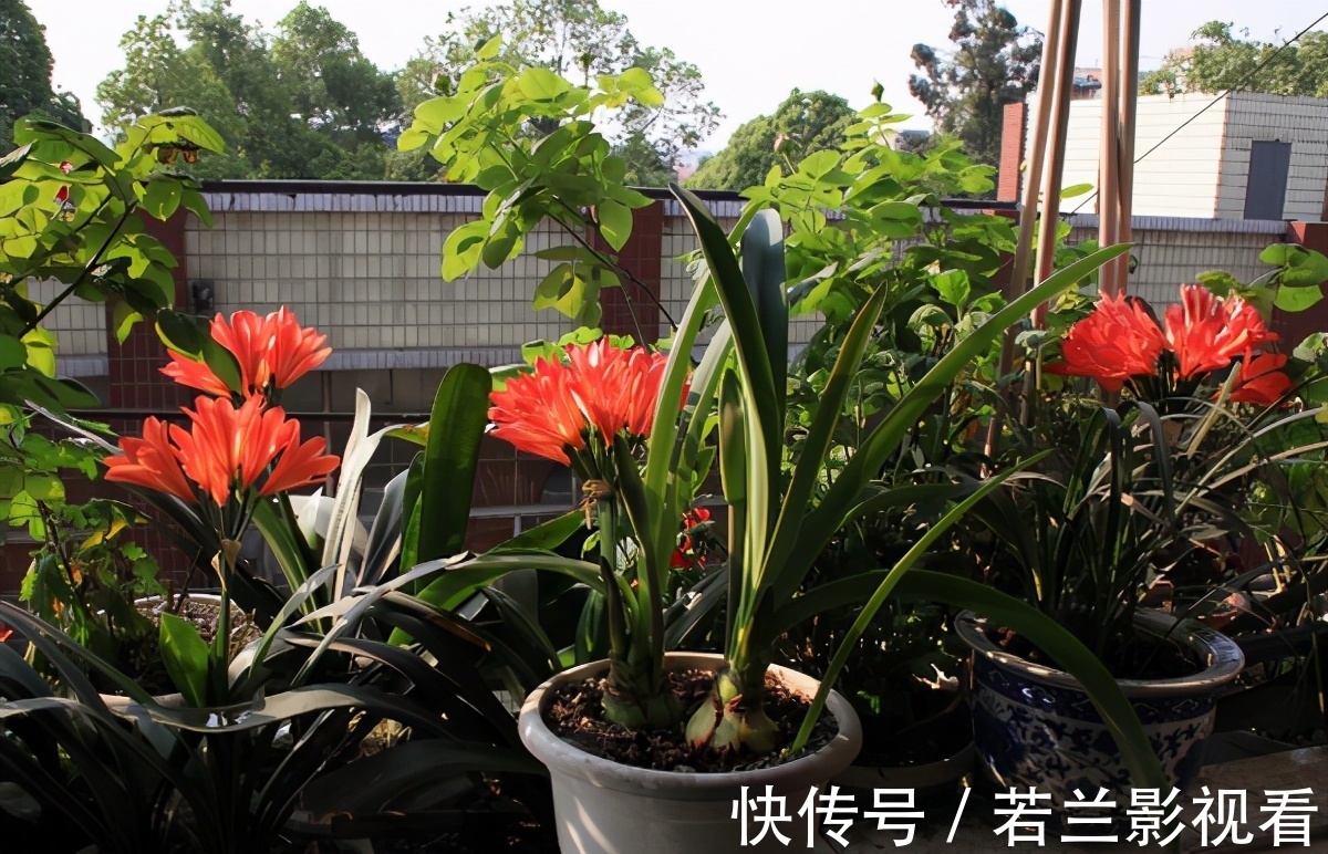 年限|别郁闷,君子兰盆栽不开花了,满足4个条件,花开得停不下来