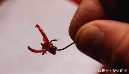 冬季用红虫饵钓鱼有奇效,如何调配你知道?一起来了解下
