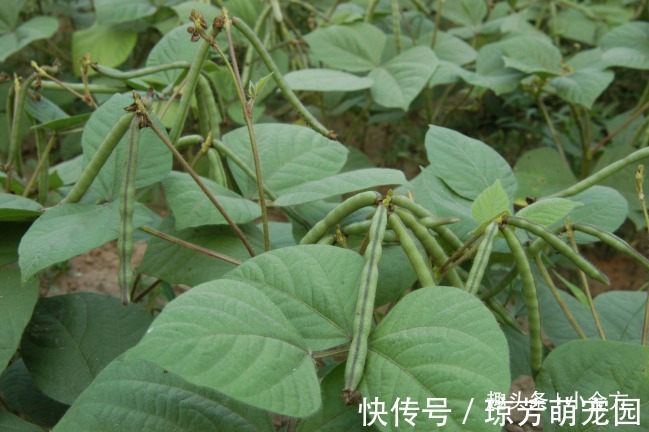 黄疸|小小一粒“豆”,内服治脚气水肿,外敷搞定痤疮,等十几种皮肤病