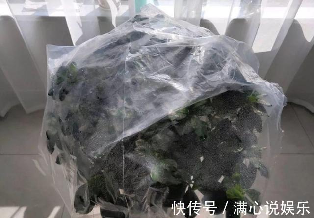 大树|新买栀子花,全是黄泥巴,洗一洗泡一泡,7天就活,长成“大树”