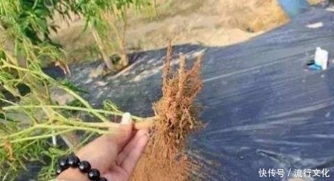 椒根不要再丢了,居然有这么多的用途,每家每户都可以用到的!