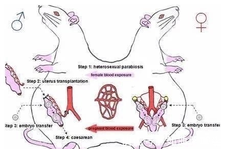 发育|公鼠成功怀孕生崽,男人生孩子还远吗?