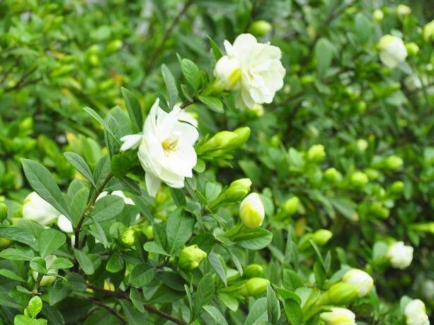 家养的栀子花长不好，看这些做到没有，做到长得会很更美