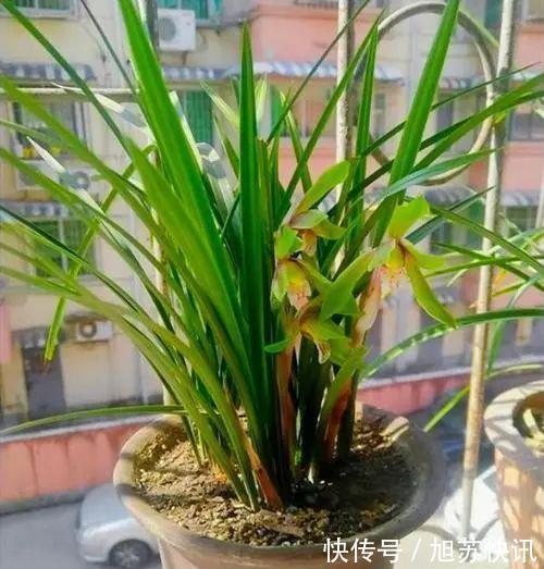 根系|旧筷子养花真不错,直接插在花盆里,这次浇水心里有数了