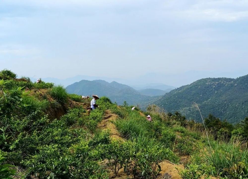 乌龙茶|高山漳平水仙，非遗传承人让你体验“乌龙茶小姐”的风韵