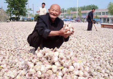 它是穷人的灵芝,每餐可以少吃点!