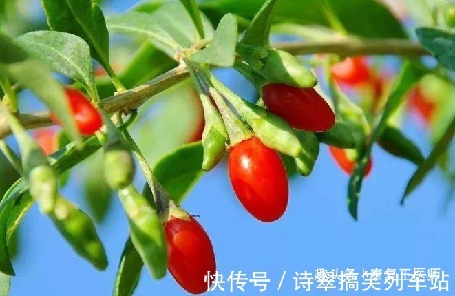 泡水|枸杞到底生吃好,还是泡水喝好?很多人都搞错了,不妨来了解下