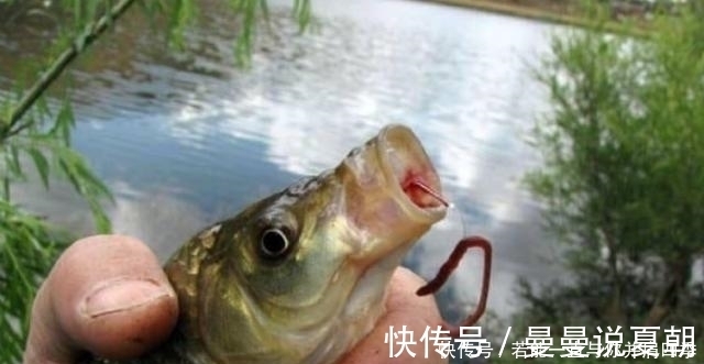 谷物|蚯蚓“万能”饵，只需按我说的用，不吹不黑，钓上的鲫鱼都很大