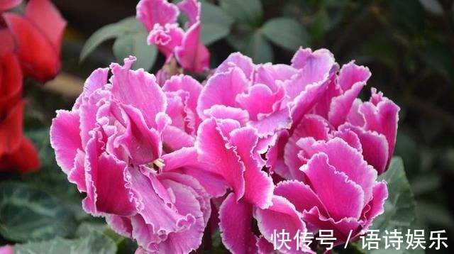 仙客来的冬天养殖禁忌,教你做好以下几点,爆芽爆花还能爆盆!