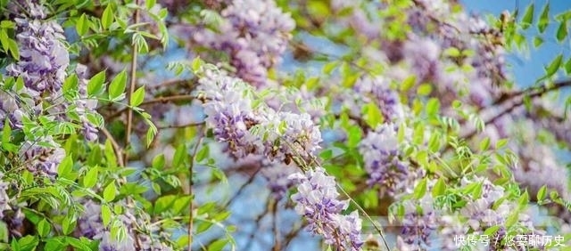春天里盛开的紫藤花，淡紫色的花朵亮丽芬芳，三月春色煞是好看