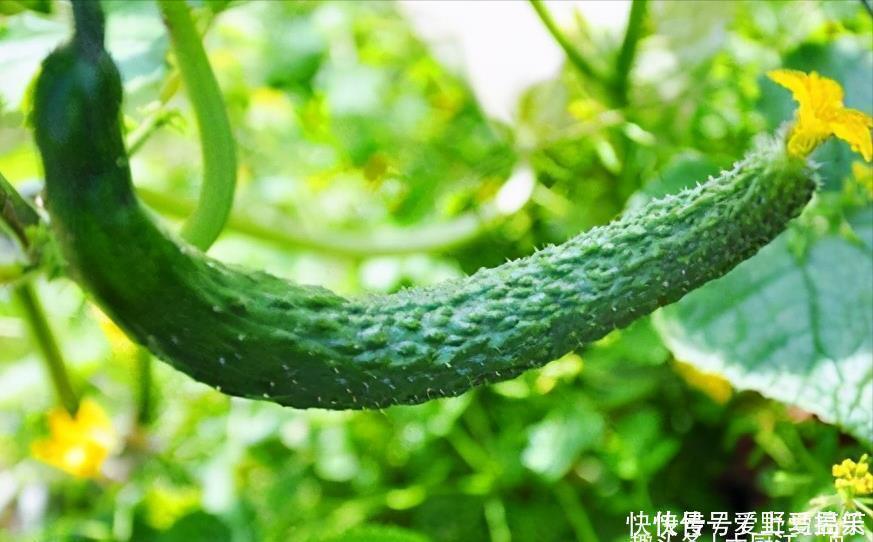激素黄瓜|黄瓜打不打激素？看一眼这个“小机关”就知道，包你买不到催熟