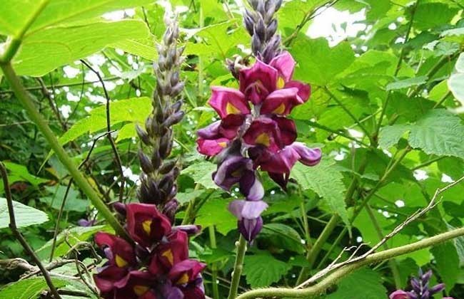 根茎|农村一种不被人注意的小花,根茎竟是千年人参,遇到千万不要错过