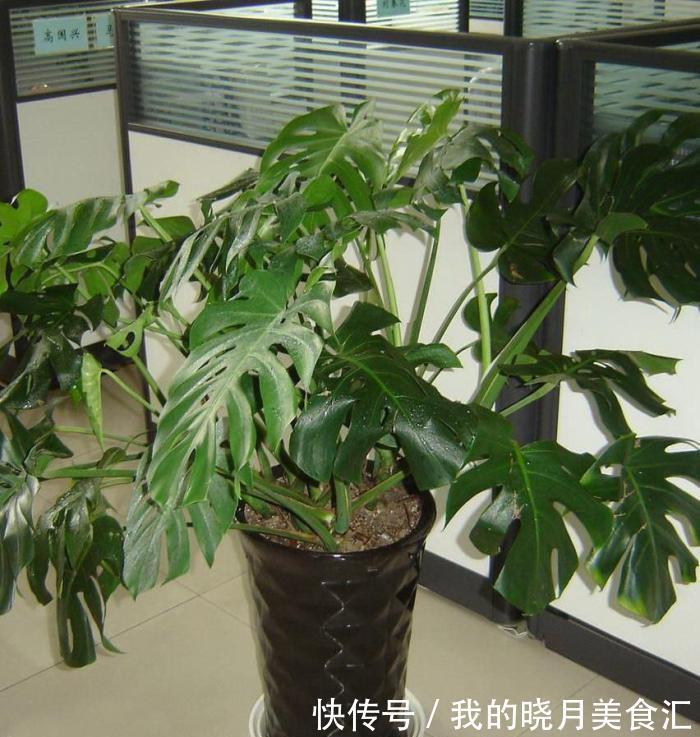 龟背蕉|龟背竹如果叶子全没了还能活吗