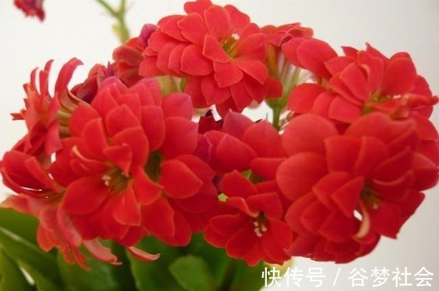 花花朵|长寿花养护技巧,做到了此几点,保证长寿花花朵大叶子绿!